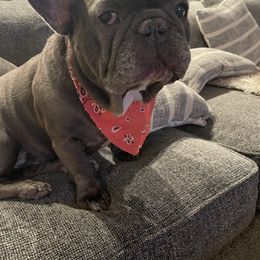 French Bulldog Puppies from Flat Face French Bulldogs