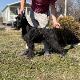 Loretta - Giant Schnauzer