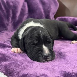 Boy 5 - Mantle male Great Dane puppy in Washington, Pennsylvania from City Slicker Danes