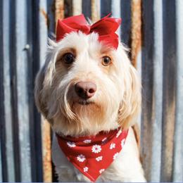 Mabel - Goldendoodle