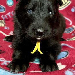 Yellow collar - Black female German Shepherd puppy in Allentown, Pennsylvania from VMH Shepherds