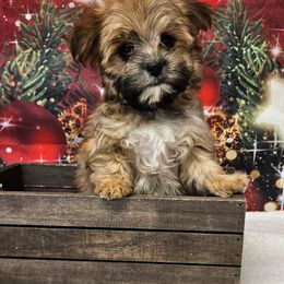 Macey - Gold female Morkie puppy in Monticello, Iowa from Ashley’s Puppies