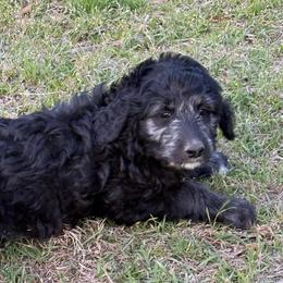 Dolly - Black and white female Aussiedoodle puppy in Four Oaks, North Carolina from RoseWest Farms