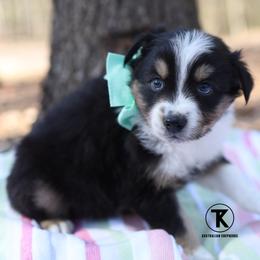 Major- BTM 1 - Black tri-color male Australian Shepherd puppy in Nacogdoches, Texas from TK Standard, Mini, & Toy Aussies
