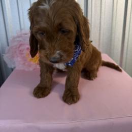 Goldendoodle and Poodle Puppies from Northern Heart Standards