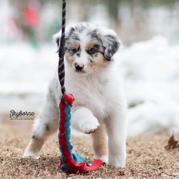 Flicker - Blue merle female Australian Shepherd puppy in Woodford, Virginia from Skyborne Australian Shepherds
