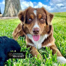 Rossi - Miniature Australian Shepherd