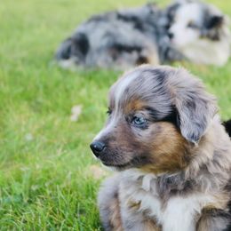 Boomer 🇺🇸 - Blue merle Miniature Australian Shepherd puppy in Minnesota from Broken T Australian Shepherds