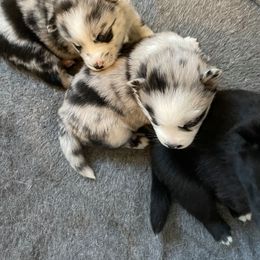 Pomsky Puppies from JsPomskies