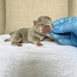 Green Boy - Black and tan male French Bulldog puppy in Dawsonville, Georgia from Baros Kennel