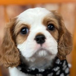 Cavalier King Charles Spaniels from Tracy Buck
