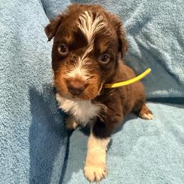 Jan - Red tri-color female Australian Shepherd puppy in Atkinson, Illinois from Diamond Ridge Aussies