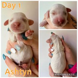 Ashtyn - Cream female Dachshund puppy in Michigan from M.H.P Dachshunds