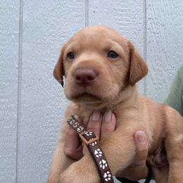 Brown - Yellow male Labrador Retriever puppy in Newton Grove, North Carolina from Wayalife Labradors & Gsp’s
