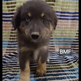Clementine - Blue merle female Miniature Australian Shepherd puppy in Bend, Oregon from Badlands Toy and Mini Aussies
