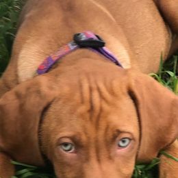 Vizsla Puppies from Six Hitch Farm