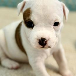 Love - White female American Staffordshire Terrier puppy in Clearwater, Florida from Whit's End Kennel