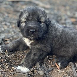 Boy 1 - Caucasian Shepherd Dog puppy in Kapolei, Hawaii from Yiski-Hati Kennel