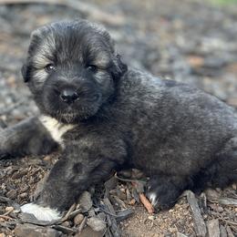 Boy 1 - Caucasian Shepherd Dog puppy in Kapolei, Hawaii from Yiski-Hati Kennel