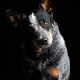 Cate - Australian Cattle Dog