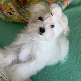 Baby boy - White male Maltese puppy in Kerhonkson, New York from Arc-en-Ciel Biewers & Maltese