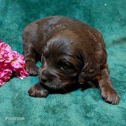 Primrose - Brown female Cockapoo puppy in Sunset, Louisiana from Cano Cockapoos