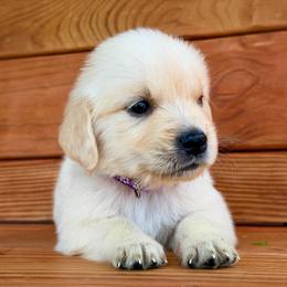 Missy - Light golden female Golden Retriever puppy in Doniphan, Missouri from Stockford’s Golden Retrievers