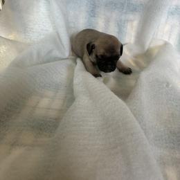 Girl 3 - Fawn female Pug puppy in Brooksville, Florida from Windsorsprings