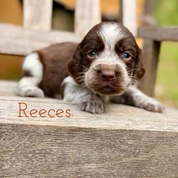 Reeces - Liver white and roan male English Springer Spaniel puppy in Uvalda, Georgia from Willow Creek Farms