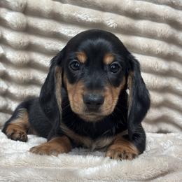 Tinsel - Black and tan male Dachshund puppy in Murrieta, California from Dash of Love