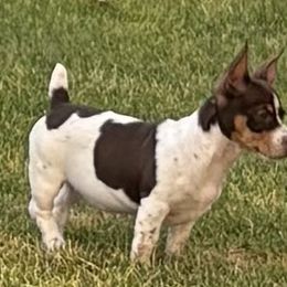 Girl 1 - Chocolate and white female Teddy Roosevelt Terrier puppy in Twin Falls, Idaho from Margo Lauritsen