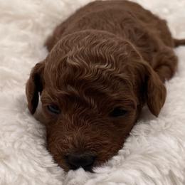 Ginger - Red  female Goldendoodle puppy in Kansas City, Kansas from Bella & Ivy’s Mini Goldendoodles of KC