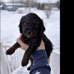 Nomad - Black and tan male Cavapoo puppy in Battle Lake, Minnesota from Panda Puppies