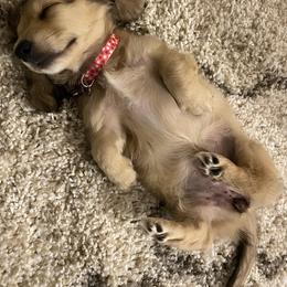 Dachshund Puppies from Meadow Ridge Dachshunds