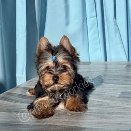 Blue Collar - Black and tan Yorkshire Terrier puppy in San Jose, California from Precious Yorkies