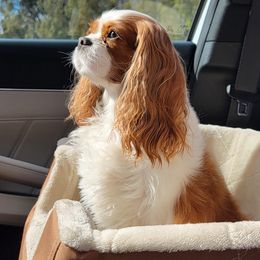 Cavalier King Charles Spaniel Puppies from Diamond Valley Ranch