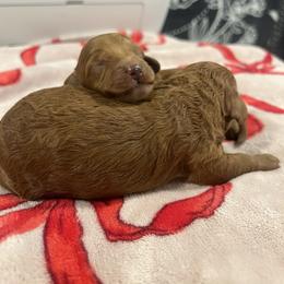 Girls - Red  female Goldendoodle puppy in Shingle Springs, California from Creamy Retrievers