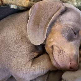 Ellie - Dachshund