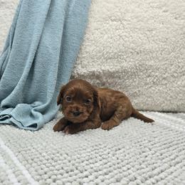 Everest - Red female Cavapoo puppy in Floyd, Virginia from Hearts and Paws Poodles and Doodles