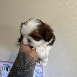 Star - Chocolate female Shih Tzu puppy in Live Oak, California from Irma's Shih Tzus