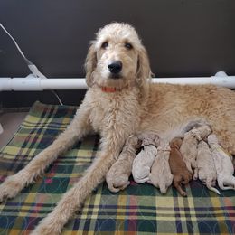 Irish Doodle and Labradoodle Puppies from Bipsi's Doodles
