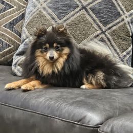 Ivy - Pomeranian