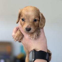Boy 2 - Cream male Dachshund puppy in Las Animas, Colorado from J&D Dachsies