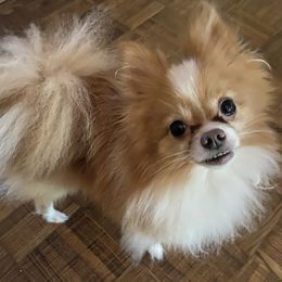 Pomeranians from Dressell Poms