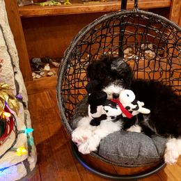 Bordoodle Puppies from 2J 2K Bordoodles