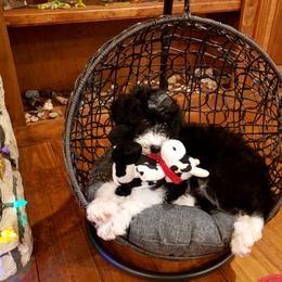 Bordoodle Puppies from 2J 2K Bordoodles