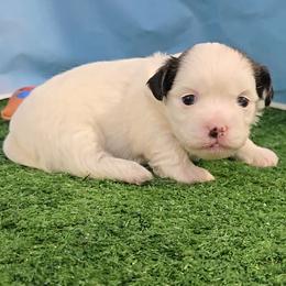Rocky - Brindle and white male Mal-Shi puppy in Aurora, Missouri from KnJ Precious Paws LLC
