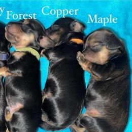 Copper - Black and cream male Dachshund puppy in Rogue River, Oregon from Bear Feet Dachshunds