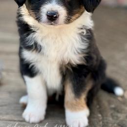 Toy Australian Shepherd Puppies from Kickapoo Creek Toy Aussies