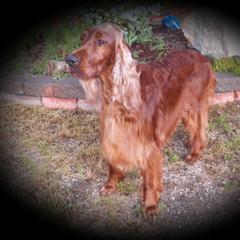 Irish Setter All Grown Up from Keliaire Irish Setters